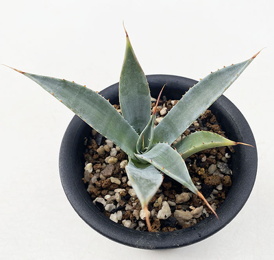 アガベ　コロラータ ”シュプリーム”