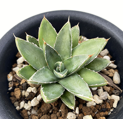 アガベ　フィリフェラ・コンパクタ