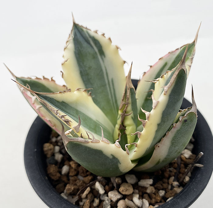 アガベ チタノタ ”スナグルトゥース” | ネットショップ・アガベ