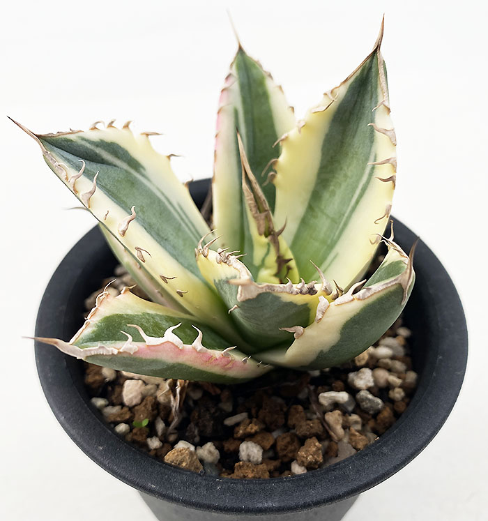 アガベ チタノタ ”スナグルトゥース” | ネットショップ・アガベ