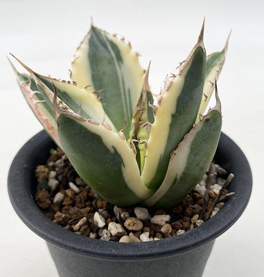 アガベ チタノタ ”スナグルトゥース” | ネットショップ・アガベ