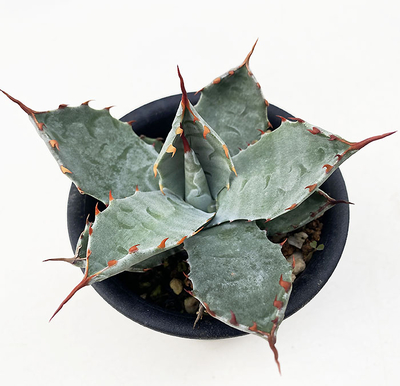 アガベ　コロラータ 