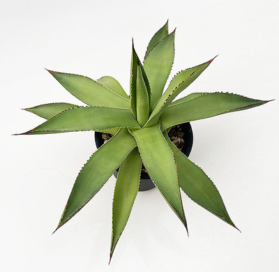 アガベ　ボルディンギアナ