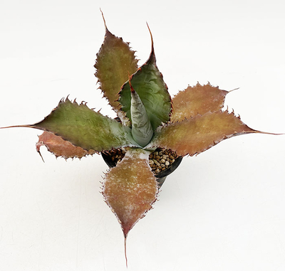 アガベ　ポタトラム ”グローライト”