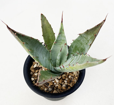 アガベ　アトロビレンス・ミラビリス