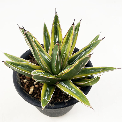 アガベ　ビクトリアエ・レギナエ  マージナータ