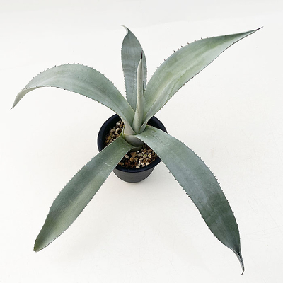 アガベ　”シルバー・サーファー”