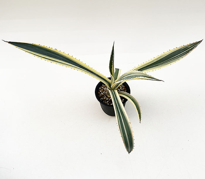 アガベ　マピサガ・リサ（変わり斑）