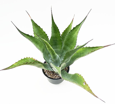 アガベ　”ブルーベル　ジャイアンツ”