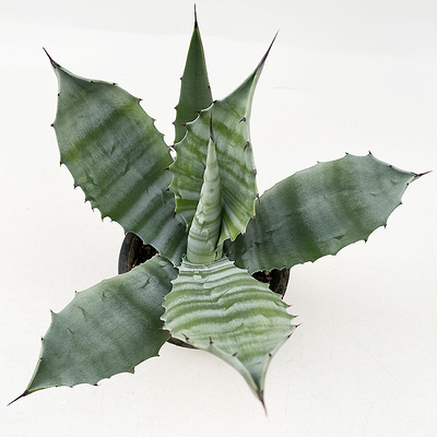 アガベ　サルミアナ・フェロックス ”クレージーホース”