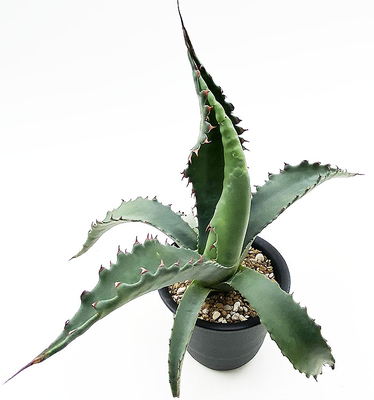 アガベ　ジェントリー”ジョーズ”