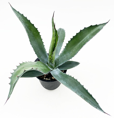 アガベ　サルミアナ・フェロックス ”ローガン・カルホーン”