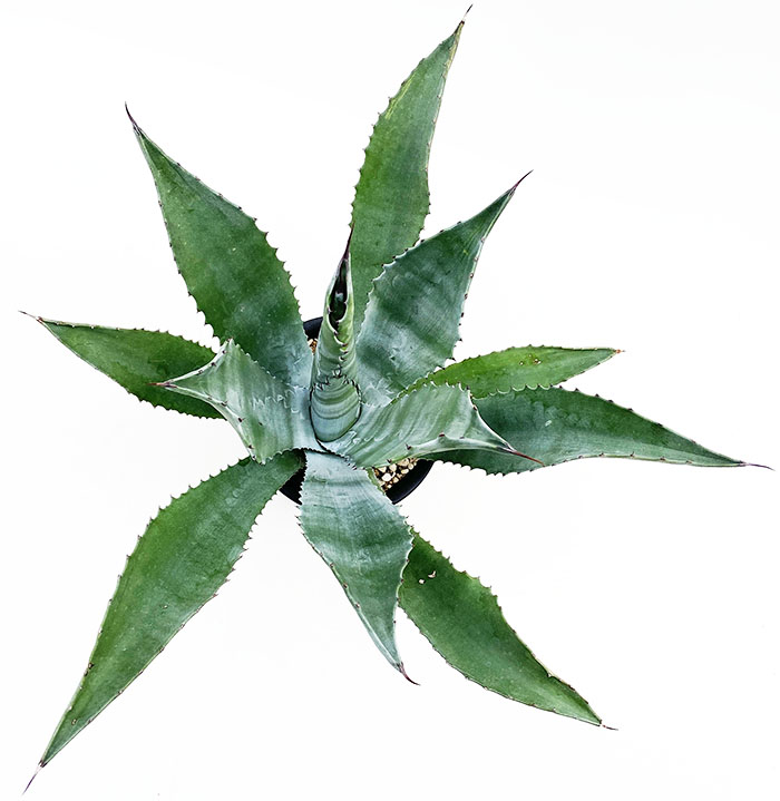 アガベ サルミアナ・フェロックス ”グリーンゴブレット” | ネット