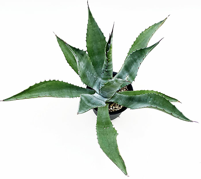 サルミアナフロックス　グリーンゴブレット斑入り サルミアナフロックス グリーンゴブレット斑入り サルミアナフロックス