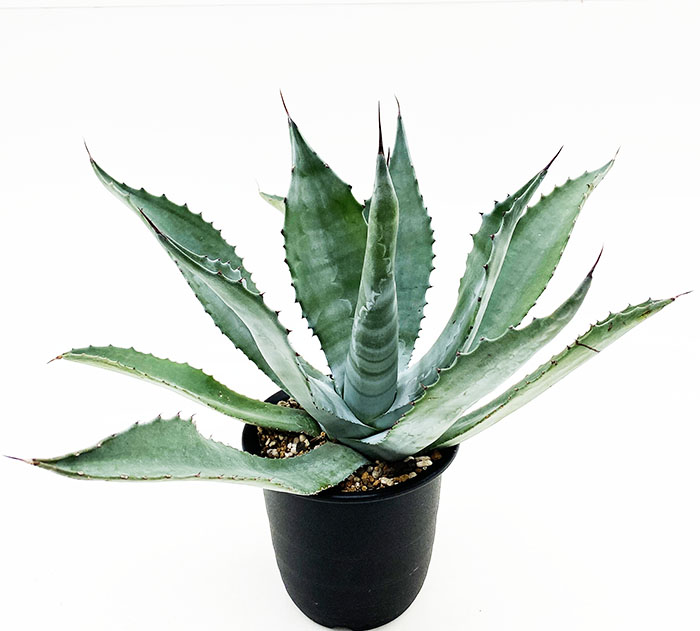 サルミアナフェロックス　グリーンゴブレット アガベ サルミアナ・フェロックス ”グリーンゴブレット” | ネット
