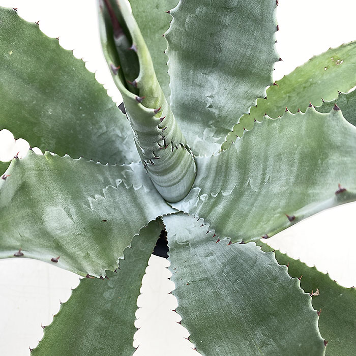 サルミアナフロックス グリーンゴブレット斑入り サルミアナフロックス