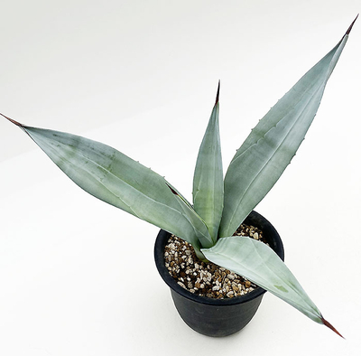 アガベ　ウエベリー・ラティホリア