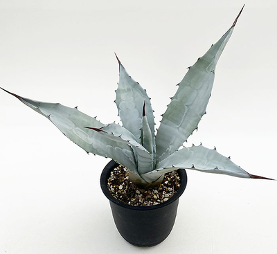 アガベ　ウインテリアーナ