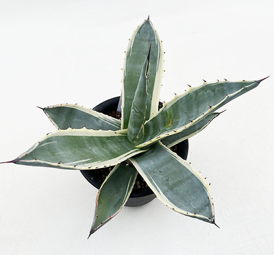 斑入りのアガベを販売 | ネットショップ・アガベ