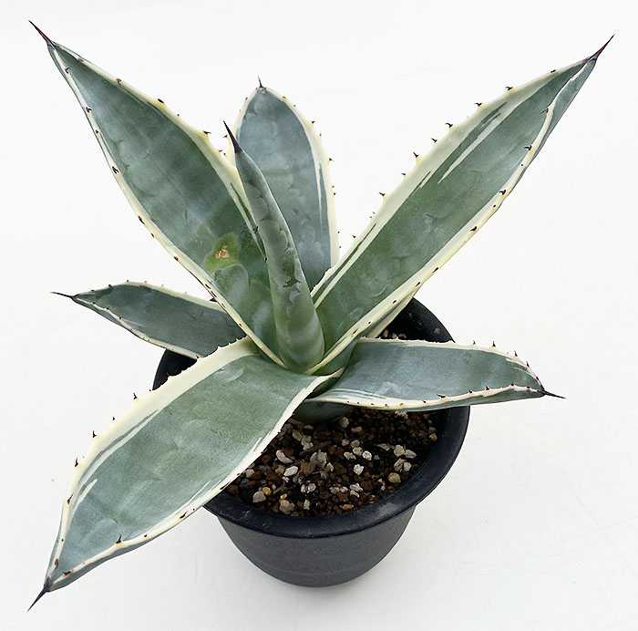 アガベ アメリカーナ ”マシュマロクリーム” | ネットショップ・アガベ