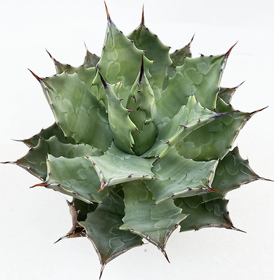 アガベ　ポタトラム"イカリライジン"