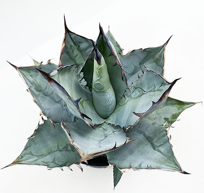 アガベ　チタノタ”ランチョタンバー” 