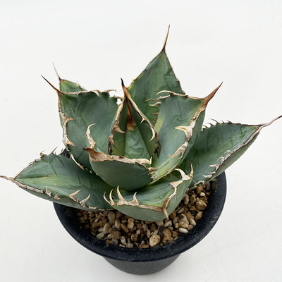 アガベ　 オテロイ黄覆輪 