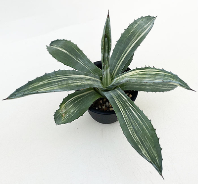 アガベ　アメリカーナ・ストリアータ