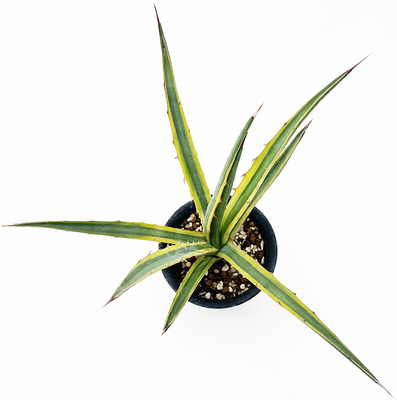 アガベ　レチュギラ錦