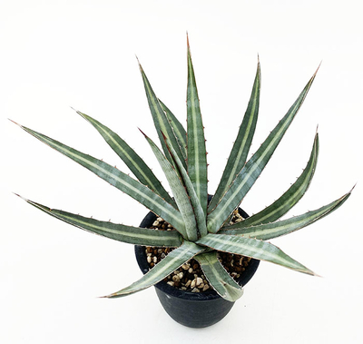 アガベ　ファンキアナ ”ブルーヘイズ”