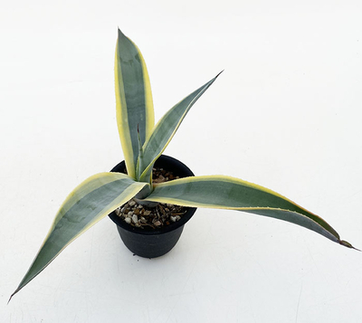 アガベ　ウエベリー”アリゾナスター”