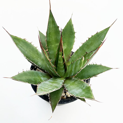 アガベ　ホリダ・ホリダ 