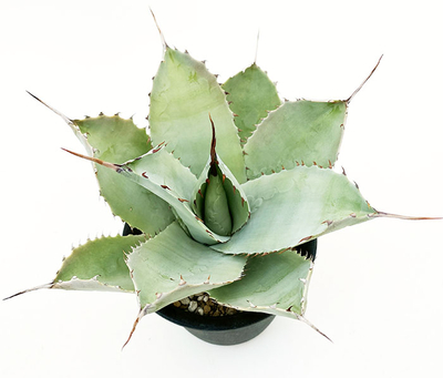 アガベ　ナセビオラム