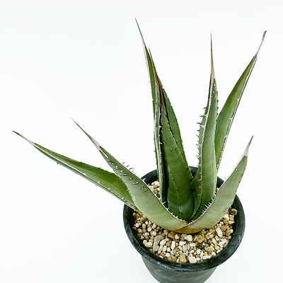 アガベ　パープソラム