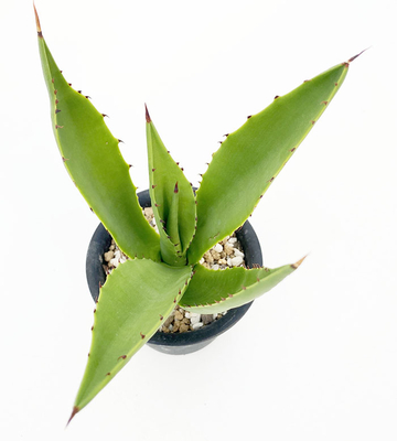 アガベ　アンダーウッディー