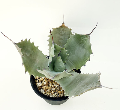 アガベ　シーマニアーナ