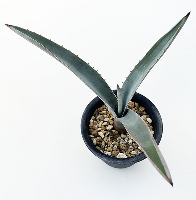 アガベ　テキラーナ