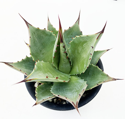 アガベ　サロマニー　（旧 SP. "マグニフィカ）