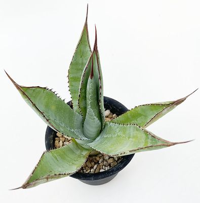 アガベ　キュプリアータ