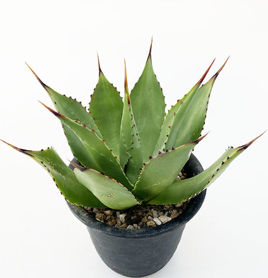 アガベ　チアペンシス