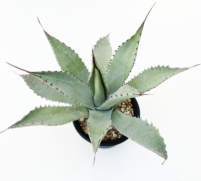 アガベ　イスメンシス