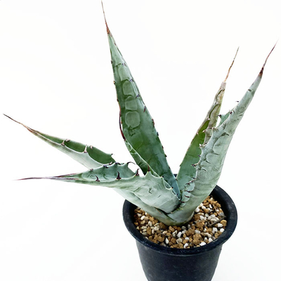 アガベ　ソブリア・フライレンシス