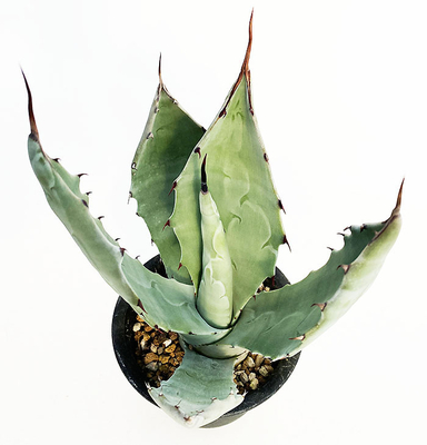 アガベ　テマカプリネンシス