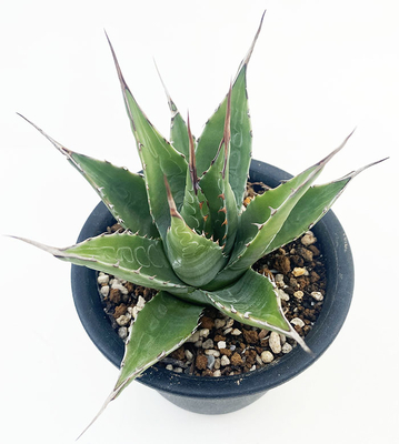 アガベサイトが育成した良苗を販売 | ネットショップ・アガベ