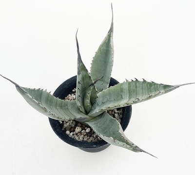 アガベ　アメリカーナ ”トリマンブルー”