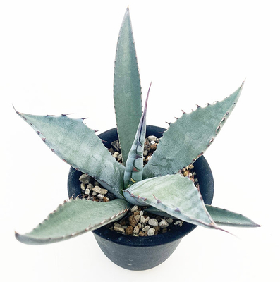 アガベ　アトロビレンス・アトロビレンス