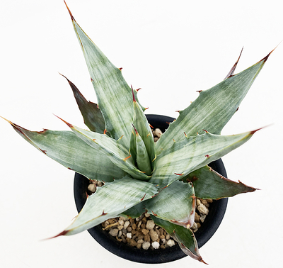 アガベ　デサーティ・シンプレックス &rdquo;スノー デビル&rdquo;　