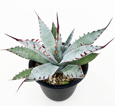 アガベ　パルメリー ”屈原の舞扇”