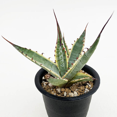 斑入りのアガベを販売 | ネットショップ・アガベ