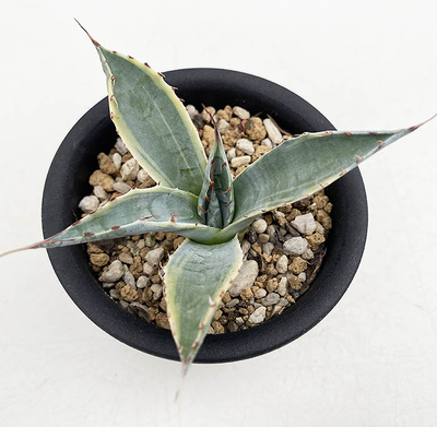 アガベ　パラサナ 白覆輪（頼光錦）